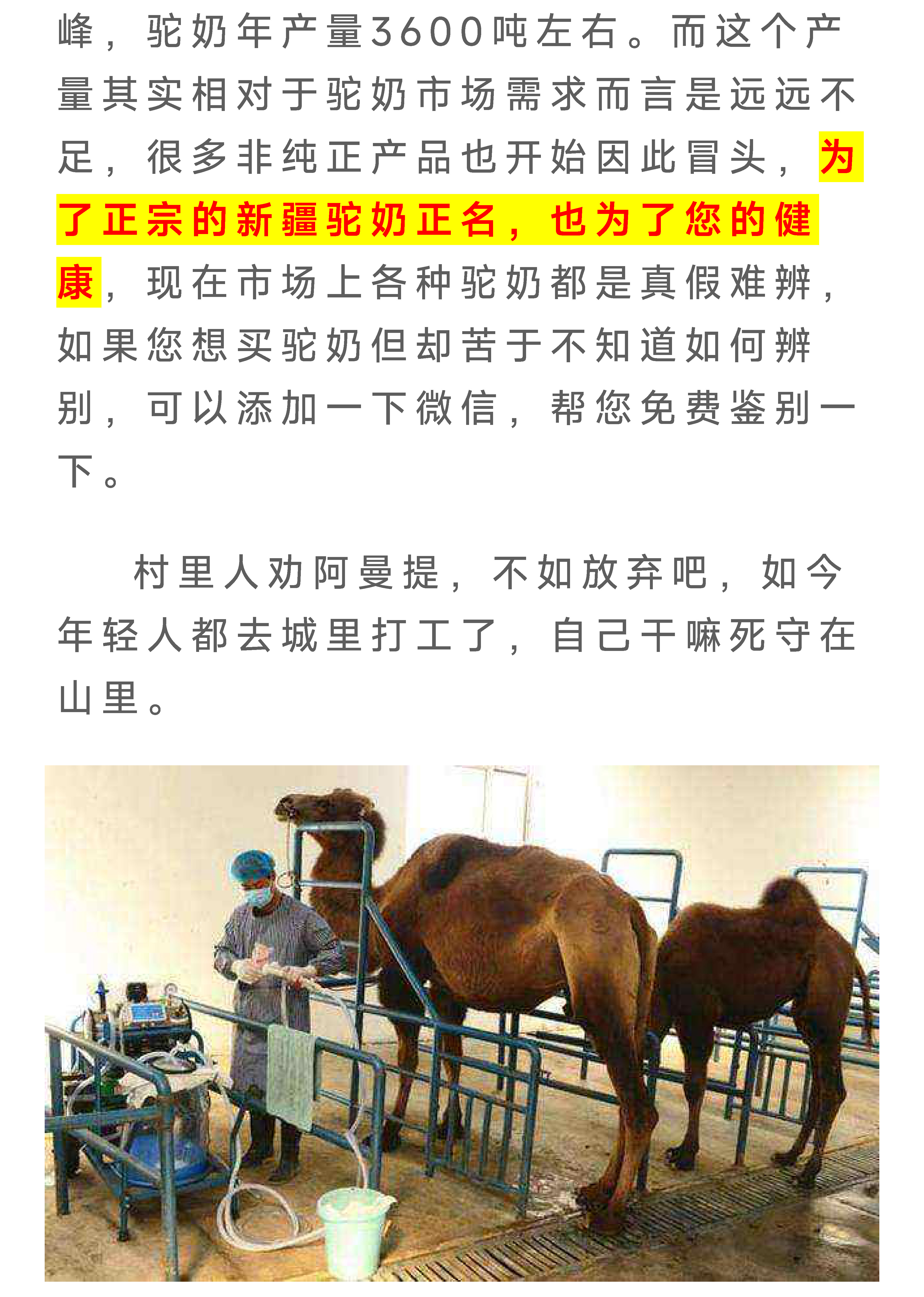 驼奶落地页图片 16