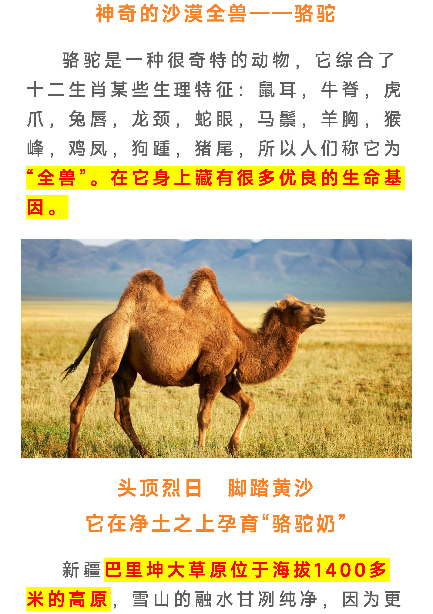 驼奶落地页图片 8
